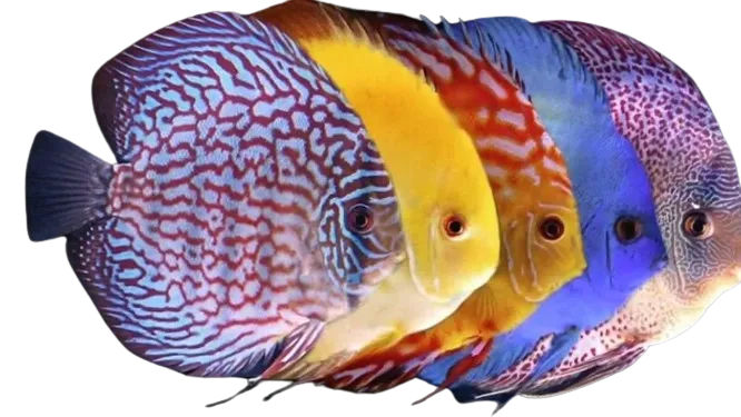 Women’s athletic shoes in the colors of nature - Discus Fish